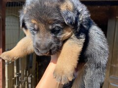 Pui Ciobanesc German o luna