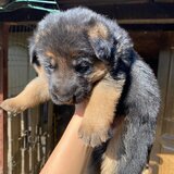 Pui Ciobanesc German